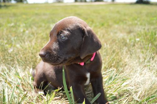 New Litter