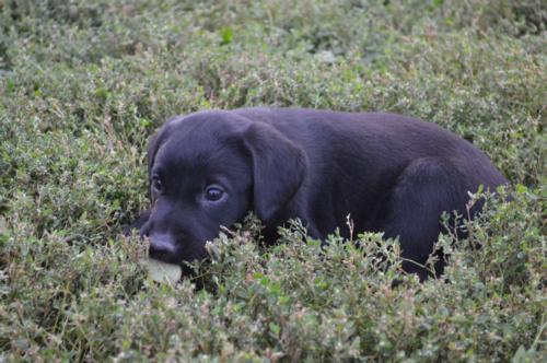 Black Female