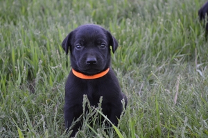 Solid Black Male