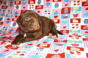 Chocolate Female