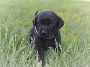 Solid Black Female