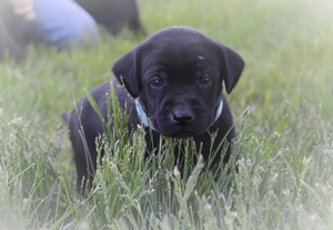Solid Black Female