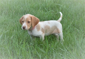 Red and White Female