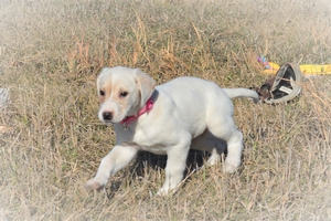 White with patch on eye