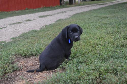 Black Male