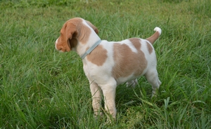 Red and White Male