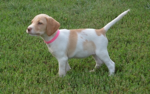 Red and White Female