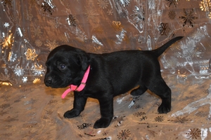Solid Black Female
