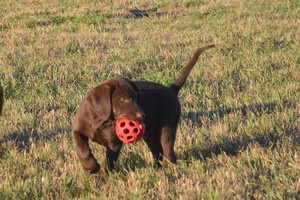 Chocolate Male 