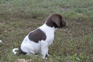 Chocolate and White Female 