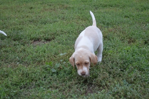 Tan and White Female Labrador Hybrid Puppies
