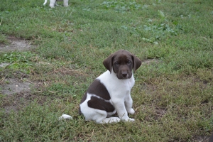 Chocolate and White Male