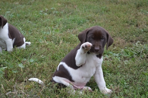Buddy~ Baylee Litter