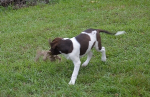New Litter Arrived July 3, 2019