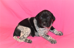 Black and White Female