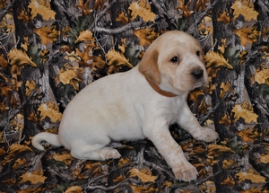 Yellow and White Male