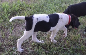 Black and White Male
