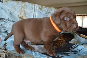 Chocolate Male