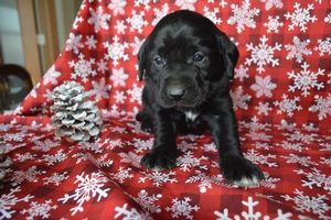 Black Male