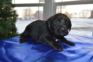 Black Male