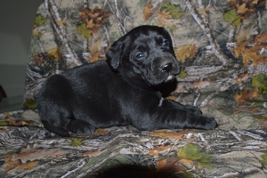 Black Male