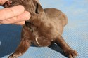 Chocolate Female