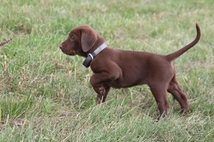 Chocolate Male