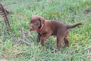 Chocolate Male