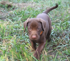 Chocolate Male