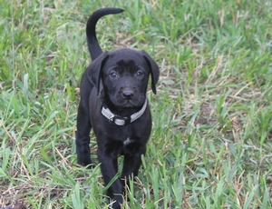 Black Female