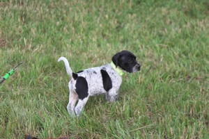 Black & White Male