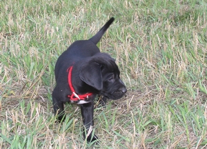 Black Male
