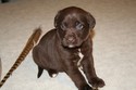 Chocolate male