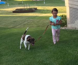 Chocolate and White Female Puppy