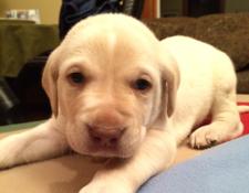 Yellow Male w white stripe 
