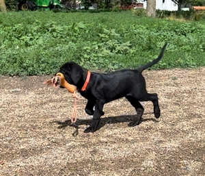 Black Male