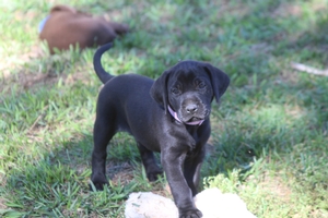 Black Male
