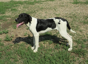 Black and White spotted Male