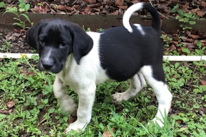 Black and White Male