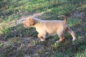Yellow Female