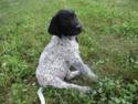 June 1st litter