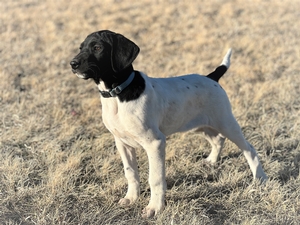 Black and White  Male