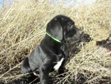 Black Male