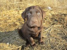 Chocolate Female -Sold