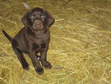 Chocolate Female with small white dot