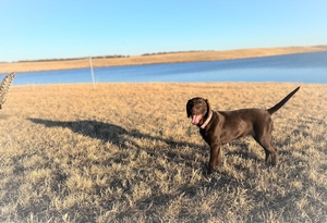 Solid Chocolate Male