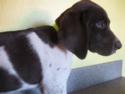 Chocolate and White Swirl Male