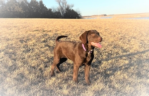 Chocolate Female White Neck
