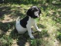Spotted male puppy