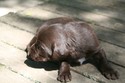 Chocolate Male
